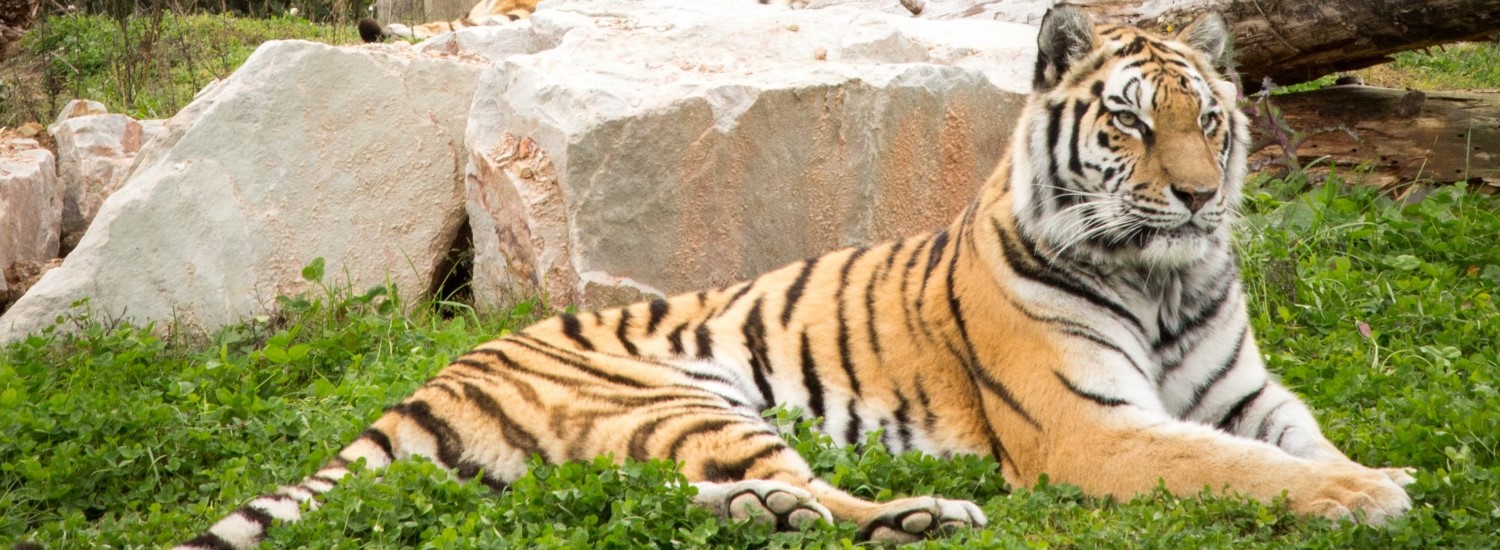titelbild-reisethemen-tiger-tier-erlebnispark-bell